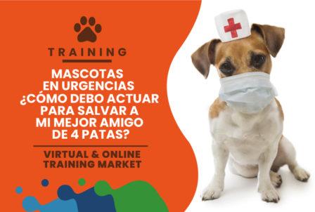 Mascotas en urgencias ¿Cómo debo actuar para salvar a mi mejor amigo de 4 patas?